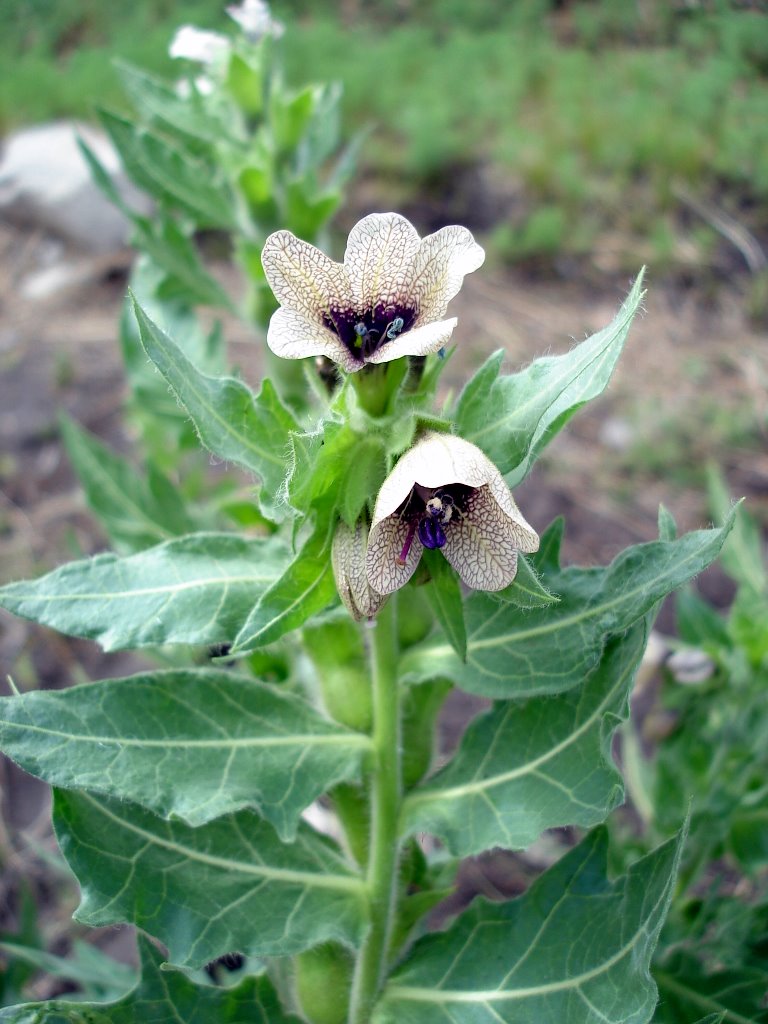 Imartin6, GNU (Wikipedia Commons) – Blüte und Laub, Schwarzes Bilsenkraut in der Mongolei