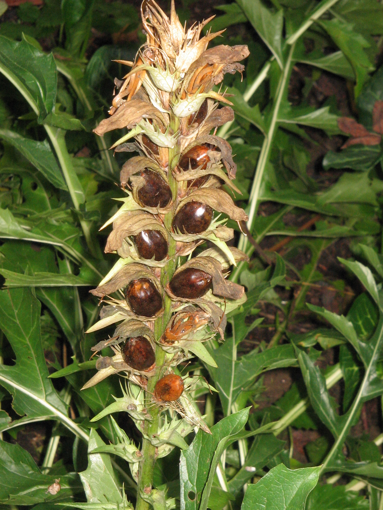  Meneerke bloem, CC (Wikipedia Commons) – A. hungaricus, Fruchtstand
