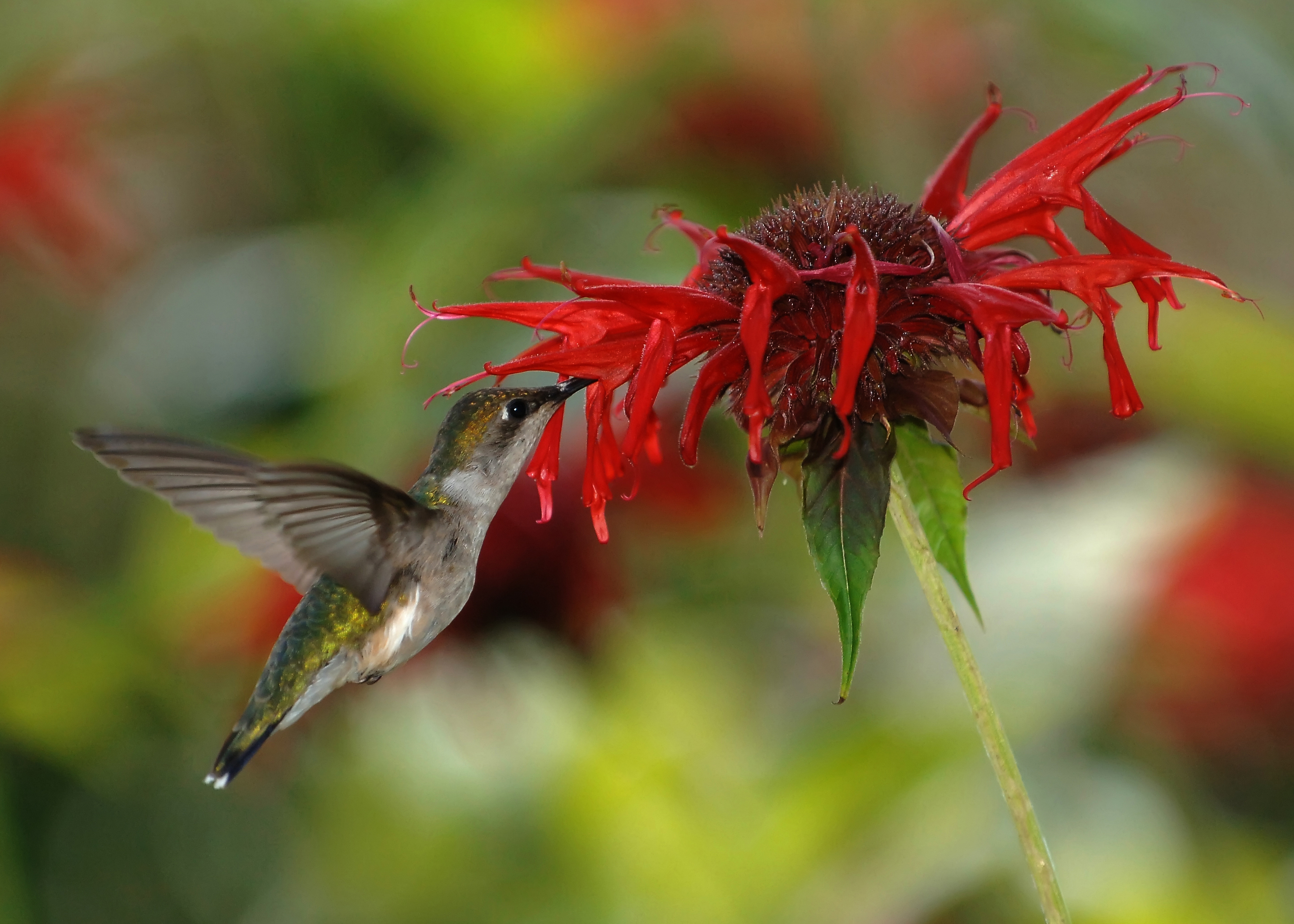 Joe Schneid, CC (Wikipedia Commons) – Nektar saugender Kolibri