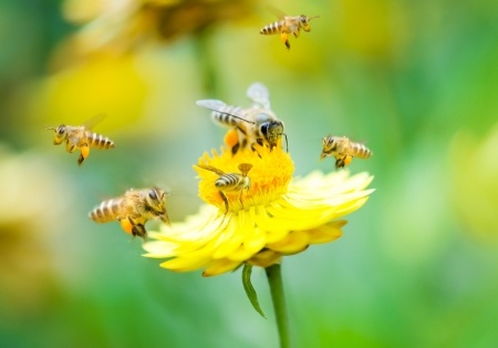 blühende Pflanzen für Bienen
