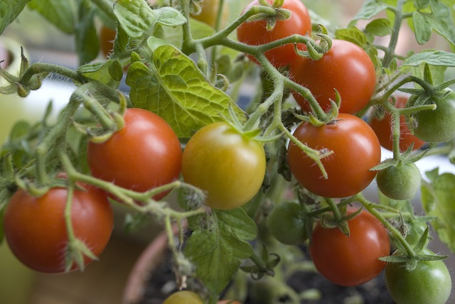 Tomatenpflanzen fürs Hochbeet