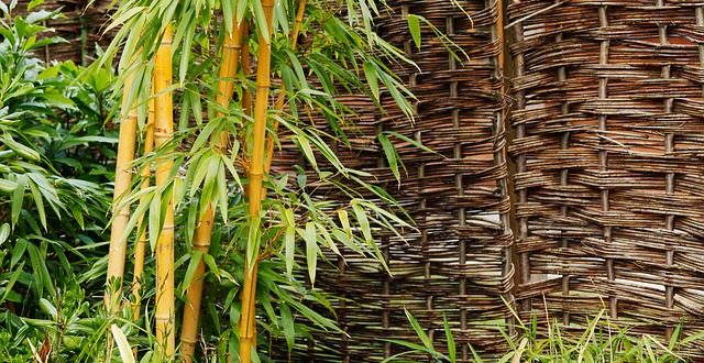 Bild Bambus