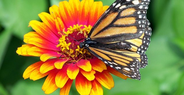 Bild Schmetterling auf einer Blume