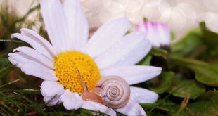Bild Schnecke auf einer Blume