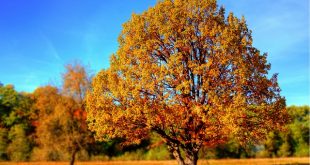 Bild Baum im Herbst